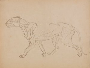 Tigerkörper, Seitenansicht (Wahrscheinlich als Grundlage für eine Schlüsselfigur erstellt)