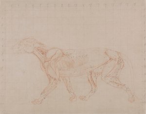 Tigerkörper, Seitenansicht (Studie des vierten Stadiums der Dissektion, die die tieferen Muskeln zeigt) von George Stubbs