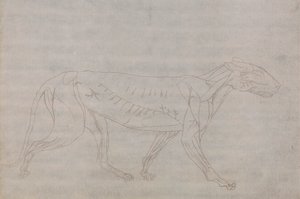 Tigerkörper, Seitenansicht von George Stubbs