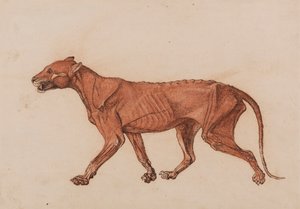 Tigerkörper, seitliche Ansicht