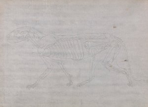 Tigerkörper, seitliche Ansicht von George Stubbs