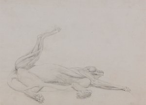 Tigerkörper, liegend, ventral betrachtet von George Stubbs