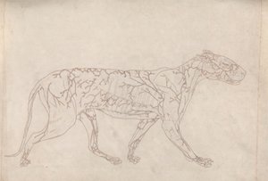 Tiger, Seitenansicht (Umrissstudie der Oberflächenblutversorgung, vorbereitet für die Schlüsselfigur zu Tafel IX) von George Stubbs