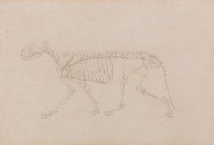 Tigerskelett, seitliche Ansicht (hochfertige Studie für Tabelle IV)