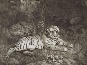 Zwei Tiger, vom Künstler graviert, veröffentlicht 1788