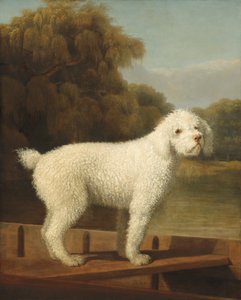 Weißer Pudel in einem Kahn, um 1780 von George Stubbs
