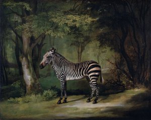 Zebra von George Stubbs