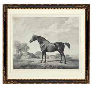 Heckenrose von George Townley Stubbs