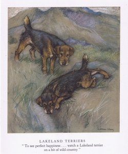 Lakeland Terrier