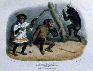 Schimpanse oder Afrikanischer Orang-Utan im Zoologischen Garten, Regent