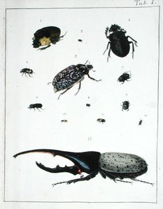 Verschiedene Käfer, Tafel I aus 
