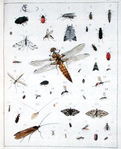 Verschiedene Insekten, Platte III aus 