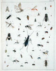 Verschiedene Insekten, Platte VII aus 