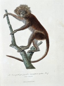 Naturgeschichtliche Tafel: Zoologische Darstellung des Semnopitheque pyrrhus; Semnopithecus pyrrhus (von Horsfield) - in „Komplettwerke von Buffon“ von Naturforscher Georges Louis Leclerc, Graf von Buffon (1707 - 1788). Gravur von 1837 von Georges Louis Leclerc