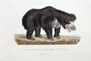 Naturgeschichtstafel: Zoologische Tafel, die den Lippenbären darstellt, Ursus labiatus, De Blainville - in „Complete Works of Buffon“ von Naturforscher Georges Louis Leclerc, Graf von Buffon (1707-1788). Gravur von 1837