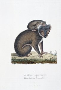 Naturgeschichtliche Tafel: Zoologische Darstellung des Koalas (nach Griffith), Phascolarctos Fuscus - in „Komplettwerke von Buffon“ von Naturforscher Georges Louis Leclerc, Graf von Buffon (1707 - 1788). Gravur von 1837