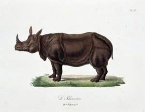 Naturgeschichtstafel: Zoologische Tafel, die das Nashorn darstellt - in „Complete Works of Buffon“ von Naturforscher Georges Louis Leclerc, Graf von Buffon (1707-1788). Gravur von 1837