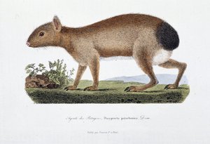 Naturgeschichtliche Tafel: Zoologische Tafel, die den Agouti des Patagons, Dasyprocta patachonica darstellt - in „Gesammelte Werke von Buffon“ von Naturforscher Georges Louis Leclerc, Graf von Buffon (1707 - 1788). Gravur von 1837 von Georges Louis Leclerc