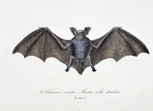 Naturgeschichtliche Tafel: Zoologische Tafel, die die Fledermaus Murin mit ausgebreiteten Flügeln darstellt - in "Gesammelte Werke von Buffon" von Naturforscher Georges Louis Leclerc, Graf von Buffon (1707-1788). Gravur von 1837.