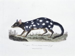 Naturgeschichtliche Tafel: Zoologische Tafel, die den Dasyure Viverrin, Dasyurus Viverrinus darstellt - in "Gesammelte Werke von Buffon" von Naturforscher Georges Louis Leclerc, Graf von Buffon (1707-1788). Gravur von 1837.