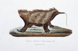 Naturgeschichtliche Tafel: Zoologische Darstellung des Echidne Australis (Echidna Australis) - in „Komplettwerke von Buffon“ von Naturforscher Georges Louis Leclerc, Graf von Buffon (1707 - 1788). Gravur von 1837 von Georges Louis Leclerc