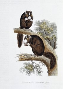Naturgeschichtliche Tafel: Zoologische Tafel, die das Zweifarbige Eichhörnchen (Sciurus bicolor) darstellt - in „Gesammelte Werke von Buffon“ von Naturforscher Georges Louis Leclerc, Graf von Buffon (1707 - 1788). Gravur von 1837