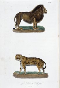 Naturgeschichte Tafel: Zoologische Tafel, die den Löwen und den Tiger darstellt - in „Komplettes von Buffon“ von Naturforscher Georges Louis Leclerc, Graf von Buffon. Gravur von 1837