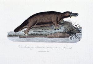 Naturgeschichtstafel: Zoologische Tafel darstellend das Schnabeltier (Ornithorhynchus paradoxus), Blumenb - in „Werke von Buffon“ von Naturforscher Georges Louis Leclerc, Graf von Buffon (1707-1788). Gravur von 1837.