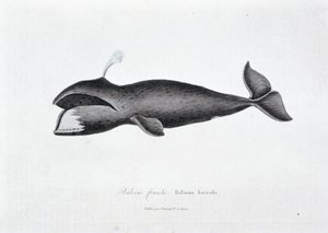 Naturgeschichtliche Tafel: Zoologische Tafel, die den Nordkaper, Balaena borealis darstellt - in „Gesammelte Werke von Buffon“ von Naturforscher Georges Louis Leclerc, Graf von Buffon (1707 - 1788). Gravur von 1837 von Georges Louis Leclerc