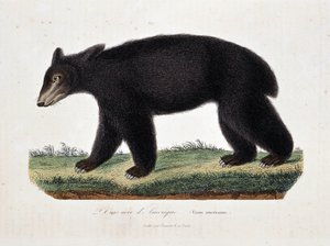 Naturgeschichtstafel: Zoologische Tafel darstellend Der Schwarzbär von Amerika (Ursus americanus) - in „Werke von Buffon“ von Naturforscher Georges Louis Leclerc, Graf von Buffon (1707-1788). Gravur von 1837. von Georges Louis Leclerc