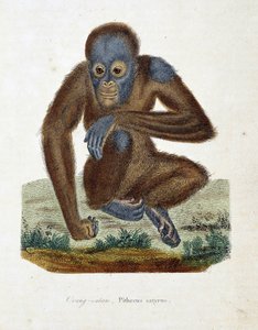Naturgeschichtstafel: Zoologische Tafel, die den Orang-Utan (Orang-Utan, Orang-Outang, Orang-Utang), Pithecus satyrus darstellt - in „Complete Works of Buffon“ von Naturforscher Georges Louis Leclerc, Graf von Buffon (1707-1788). Gravur von 1837