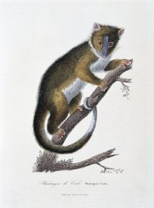Naturgeschichtstafel: Zoologische Tafel, die den Phalanger von Cook darstellt (Phalangista Cookii) - in „Works of Buffon“ von Naturforscher Georges Louis Leclerc, Graf von Buffon (1707-1788). Gravur von 1837