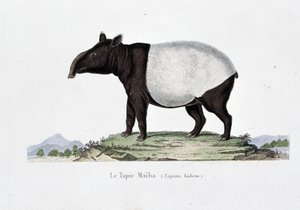Naturgeschichtliche Tafel: Zoologische Tafel, die den Tapir Maiba (Tapirus Indicus) darstellt - in "Werke von Buffon" von Naturforscher Georges Louis Leclerc, Graf von Buffon (1707-1788). Gravur von 1837. von Georges Louis Leclerc