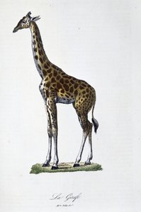 Naturgeschichtliche Tafel: Zoologische Tafel, die die Giraffe darstellt - in "Gesammelte Werke von Buffon" von Naturforscher Georges Louis Leclerc, Graf von Buffon (1707-1788). Gravur von 1837.