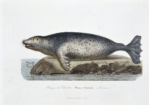 Naturgeschichtliche Tafel: Zoologische Tafel, die die Choris-Robbe, Phoca Chorisii, Lesson darstellt - in „Gesammelte Werke von Buffon“ von Naturforscher Georges Louis Leclerc, Graf von Buffon (1707 - 1788). Gravur von 1837 von Georges Louis Leclerc