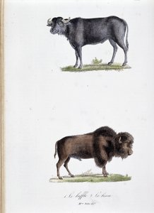 Naturgeschichtstafel: Zoologische Tafel, die 1. den Büffel und 2. den Bison darstellt - in „Gesammelte Werke von Buffon“ von Naturforscher Georges Louis Leclerc, Graf von Buffon (1707 - 1788). Gravur von 1837. von Georges Louis Leclerc