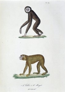 Naturgeschichtstafel: Zoologische Tafel darstellend 1. Der Gibbon und 2. Der Magot - in „Gesammelte Werke von Buffon“ von Naturforscher Georges Louis Leclerc, Graf von Buffon (1707-1788). Gravur von 1837.