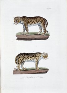 Naturgeschichtstafel: Zoologische Tafel, die 1. den Pangolin und 2. den Schneeleoparden darstellt - in „Complete Works of Buffon“ von Naturforscher Georges Louis Leclerc, Graf von Buffon (1707-1788). Gravur von 1837 von Georges Louis Leclerc