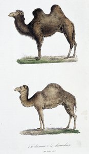 Naturgeschichtliche Tafel: Zoologische Tafel, die 1. Das Kamel und 2. Das Dromedar darstellt - in „Gesammelte Werke von Buffon“ von Naturforscher Georges Louis Leclerc, Graf von Buffon (1707 - 1788). Gravur von 1837