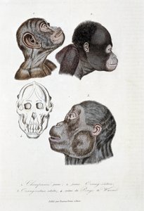 Naturgeschichtstafel: Zoologische Tafel, die 1. jungen Schimpansen; 2. jungen Orang-Utan (Orang-Utan, Orang-Outang, Orang-Utang); 3. erwachsenen Orang-Utan; 4. Schädel des Pongo de Wurmb darstellt - in „Complete Works of Buffon“ von Naturforscher Georges L