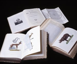 Stillleben der "Gesammelten Werke von Buffon" von Naturforscher Georges Louis Leclerc, Graf von Buffon (1707-1788). Gravur von 1837.