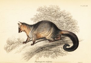 Gewöhnlicher Fuchskusu, Trichosurus vulpecula von Georges Robert Waterhouse