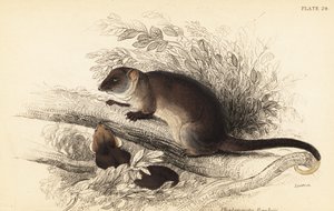 Gewöhnlicher Ringbeutler, Pseudocheirus peregrinus von Georges Robert Waterhouse