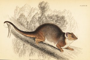 Gewöhnlicher Ringbeutler, Pseudocheirus peregrinus (Gravur)