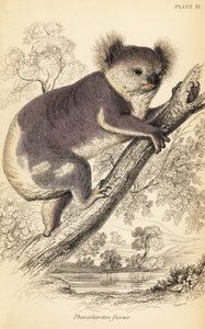 Koala, Phascolarctos cinereus (Stich)