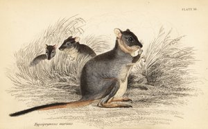 Langfüßiger Potoroo, Potorous longipes. Gefährdet (Kupferstich)