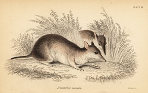 Langnasenbeutler, Perameles nasuta (Gravur)