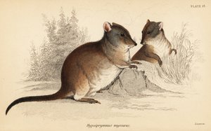 Langnasen-Kängururatte, Potorous tridactylus tridactylus