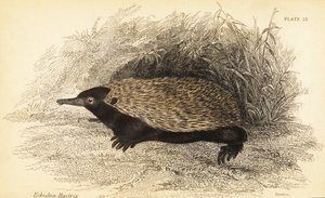 Kurzschnabeligel, Tachyglossus aculeatus