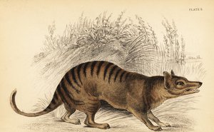 Tasmanischer Tiger, Thylacinus cynocephalus. Ausgestorben, 1841 (Gravur) von Georges Robert Waterhouse